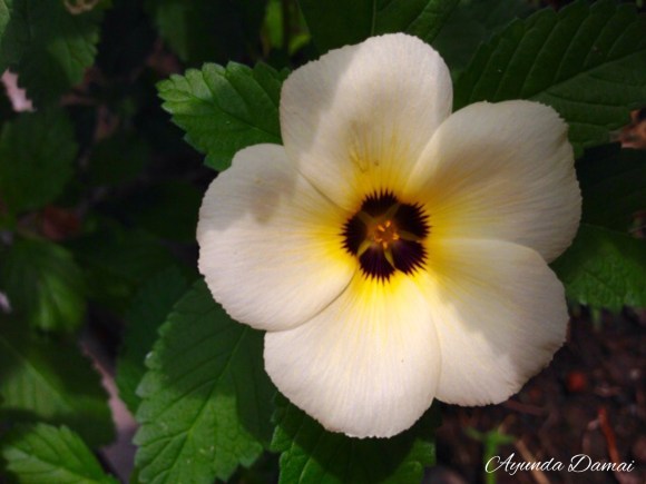 Processed with MOLDIV