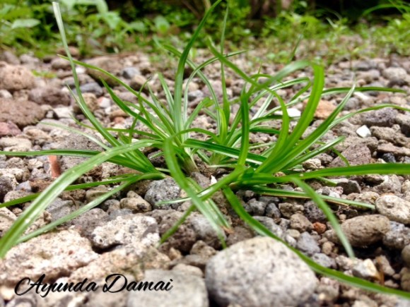 Processed with MOLDIV