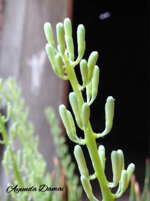 Processed with MOLDIV