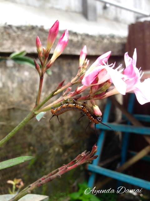 Processed with MOLDIV